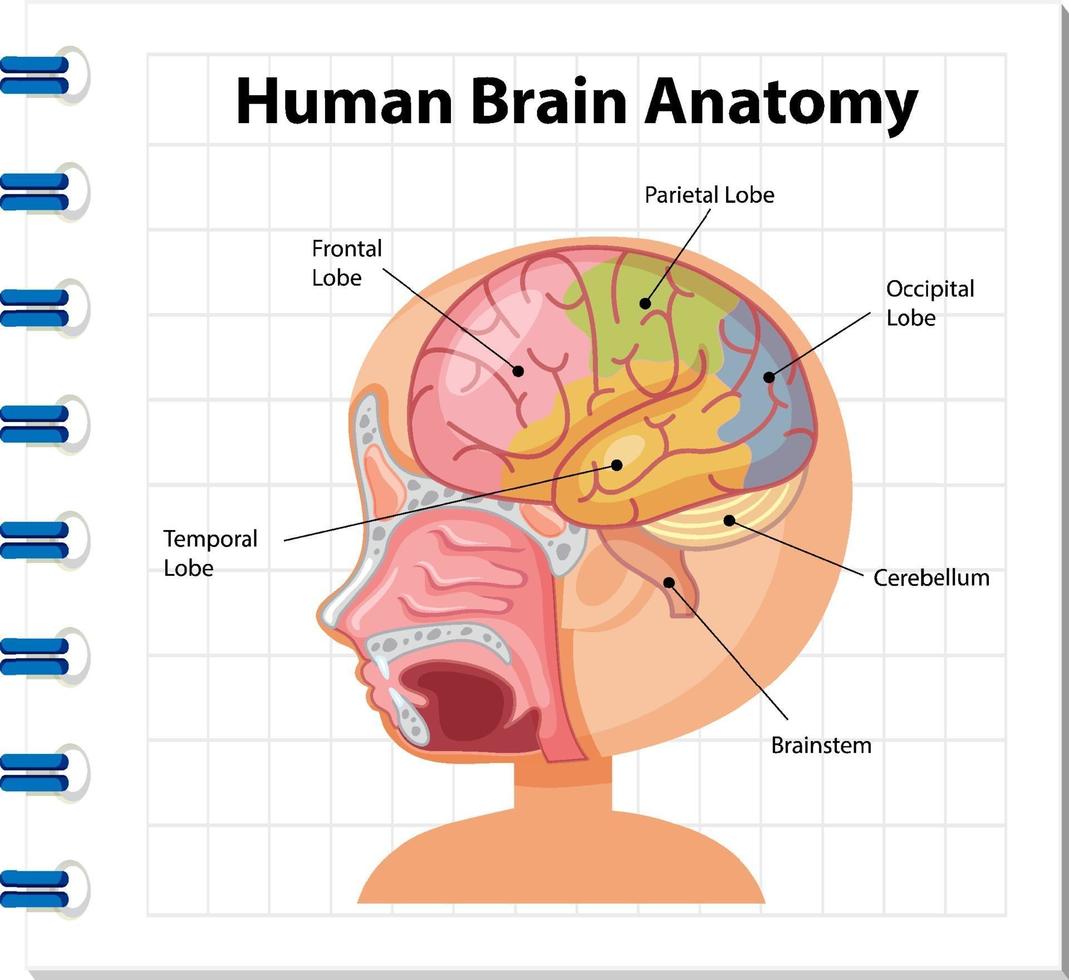 poster informativo del diagramma del cervello umano vettore