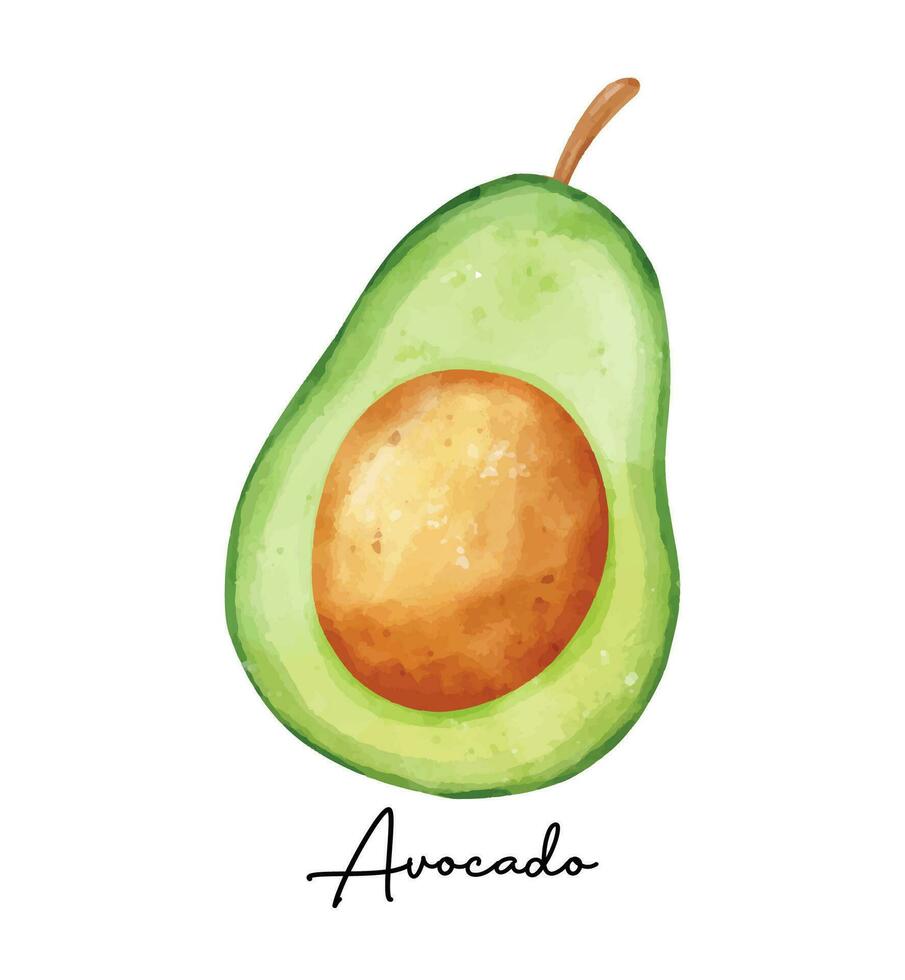 acquerello avocado illustrazione - fresco biologico fetta di verde frutta vettore