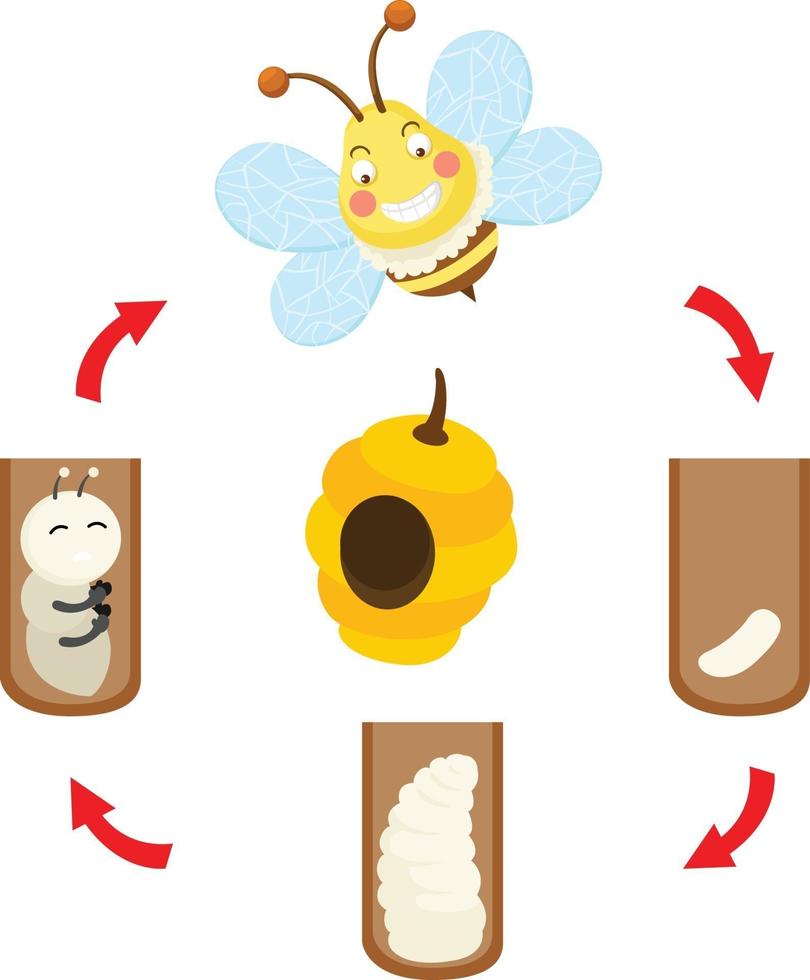 illustrazione vettore del ciclo di vita delle api