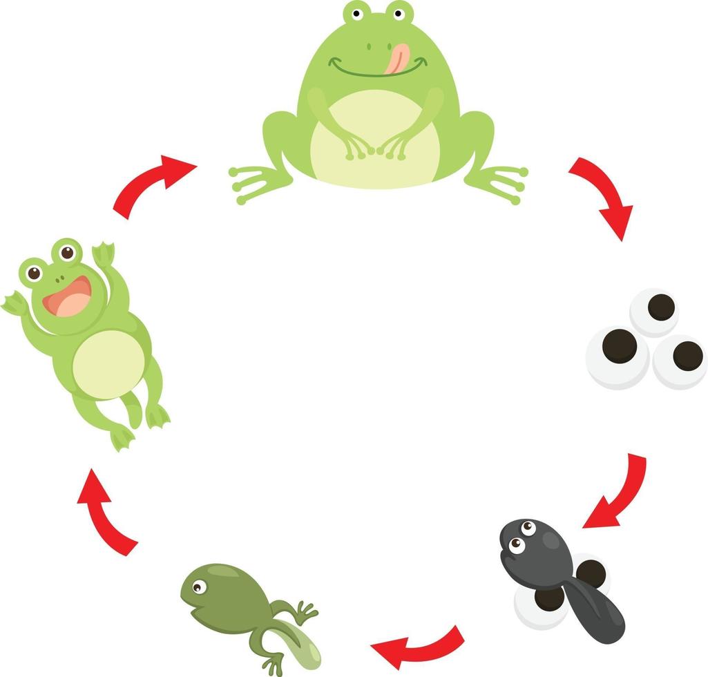 illustrazione vettoriale del ciclo di vita della rana