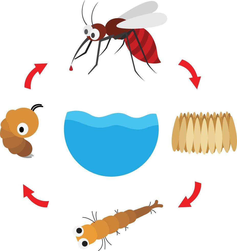illustrazione del ciclo di vita della zanzara vettore