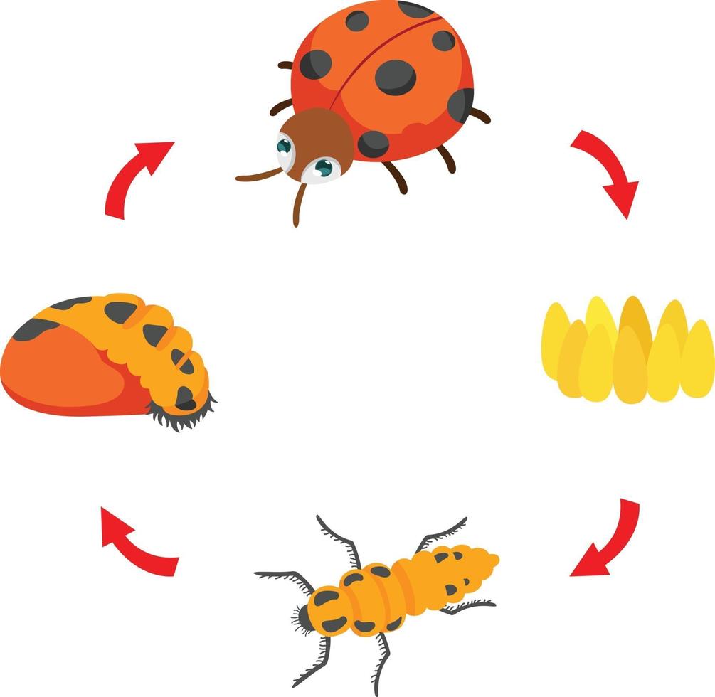 illustrazione ciclo di vita coccinella vettore