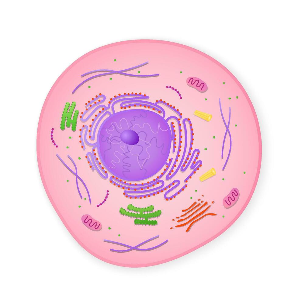 microscopico struttura di cellula. citoplasma con elementi di golgi apparato e ribosomi accumulo di mitocondri e citoplasma nel vettore endoplasmatico reticolo.