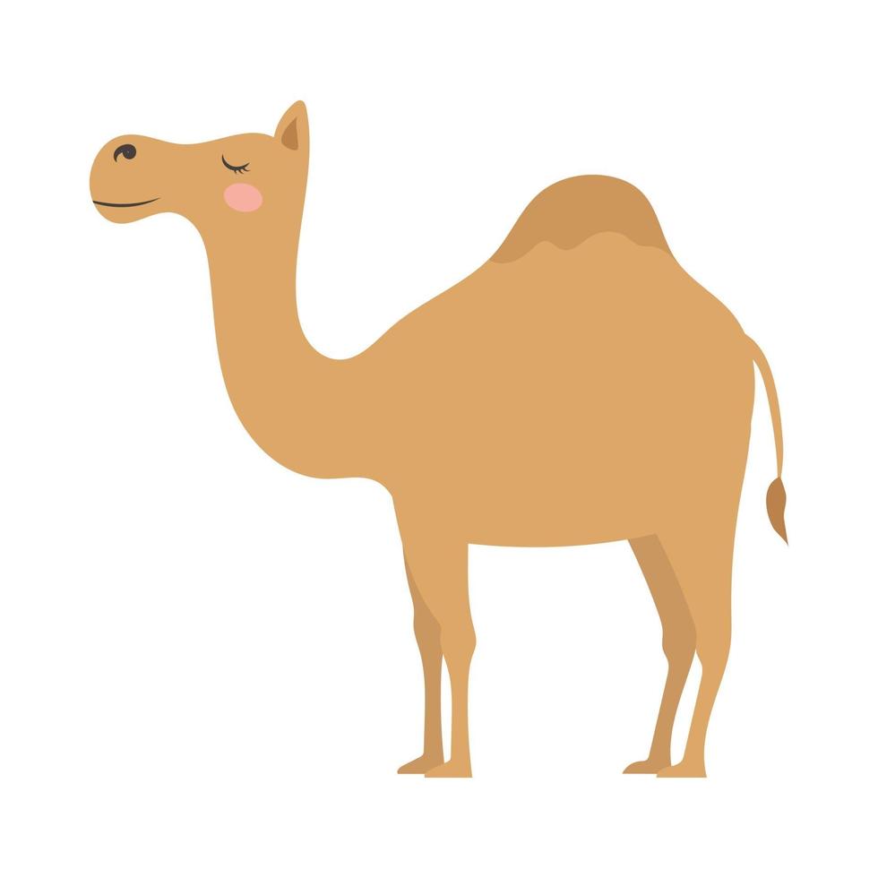 simpatico cartone animato un cammello gobbo, illustrazione in stile piatto. vettore