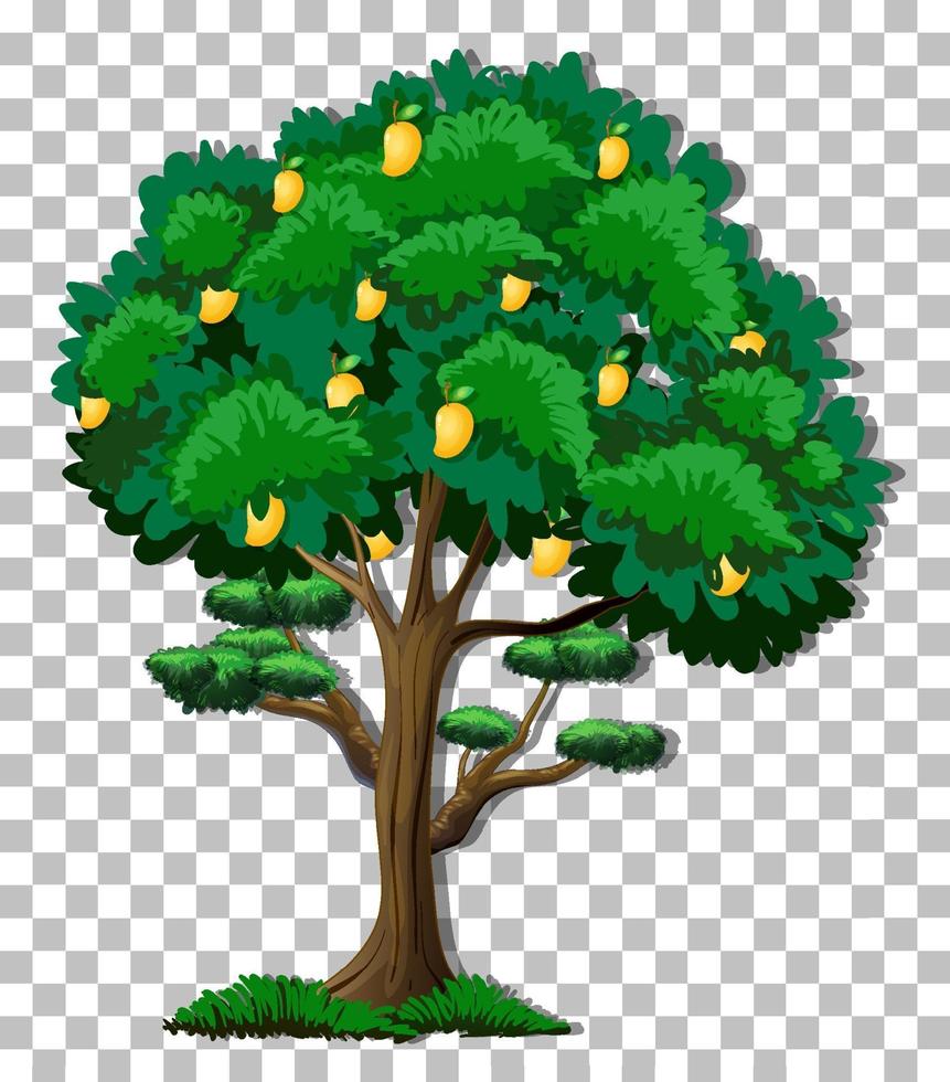 albero di mango isolato vettore