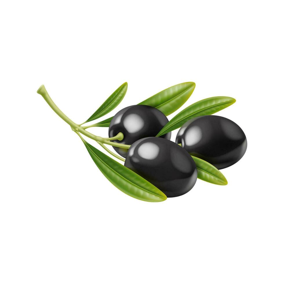 realistico crudo nero olive isolato ramo, le foglie vettore