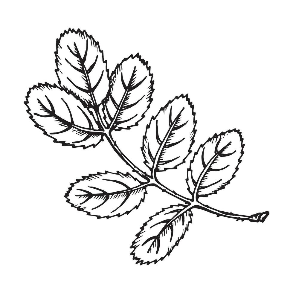 grafico illustrazione di rosa canina. vettore monocromatico clip arte di selvaggio rosa. schema lineare mano disegnato floreale design elemento. schizzo rosa canina, radica, rovo, Eglantina, rosa-cancro per logo, nozze Stampa