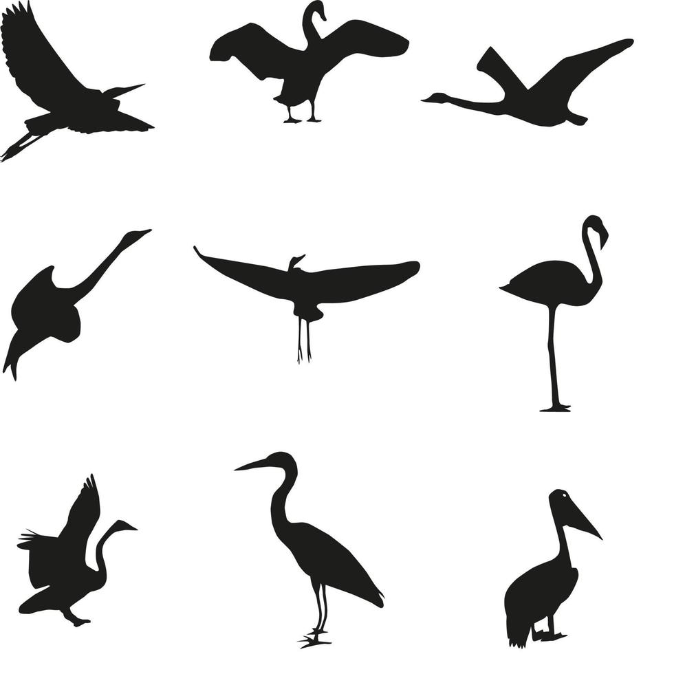 set di diverse fotografie di uccelli senza cuciture. vettore