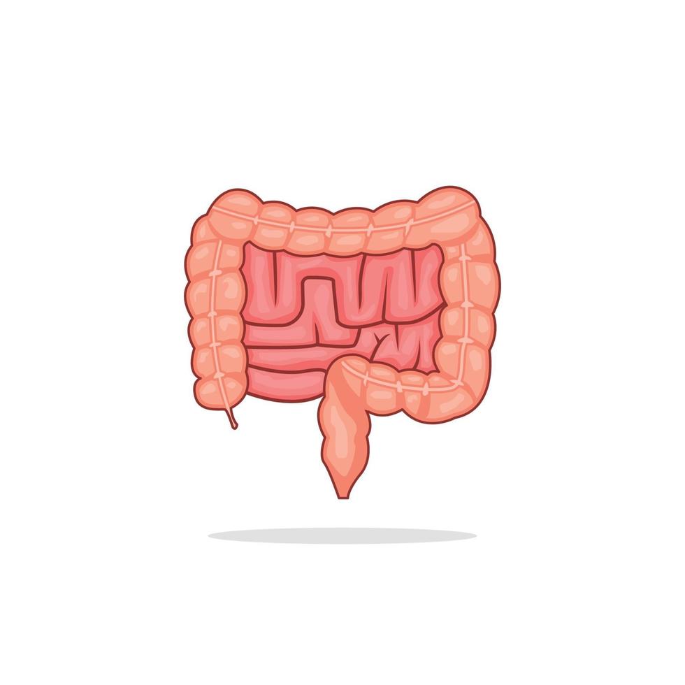 illustrazione di riserva di vettore di intestino isolato su sfondo bianco