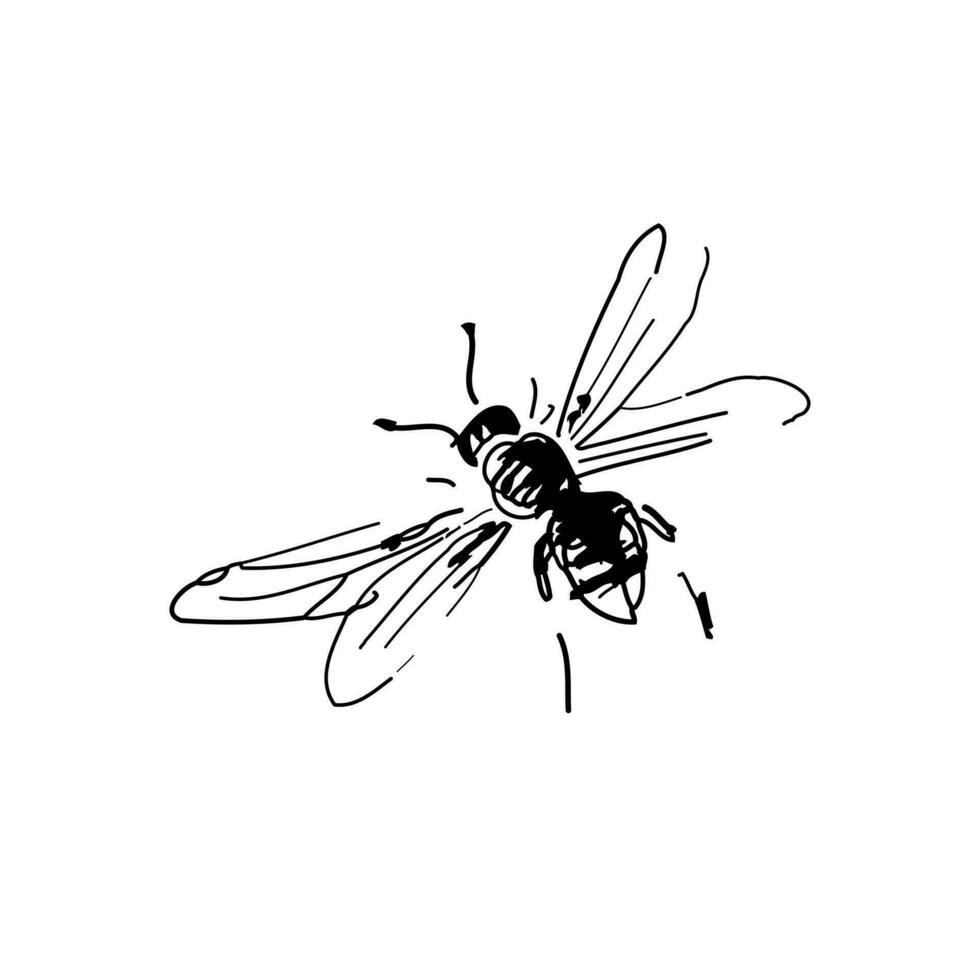a mano libera schizzo di un' volante ape, disegnato nel nero penna e digitalizzato, isolato su bianca sfondo. vettore