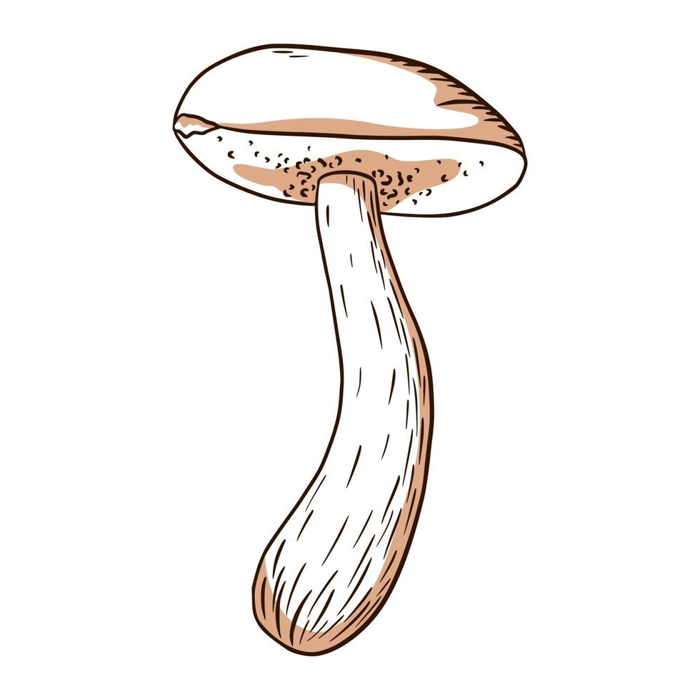 illustrazione di funghi di bosco vettore