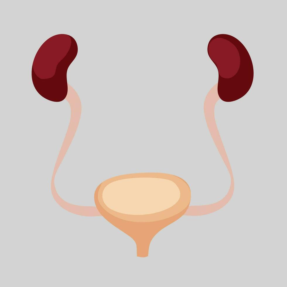 illustrazione di umano interno organi vettore
