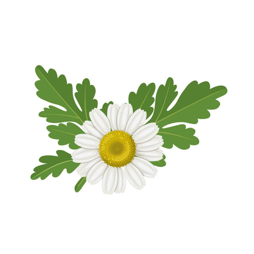 vettore illustrazione, tanaceto partenio, conosciuto come Partenio fiore, isolato su bianca sfondo.