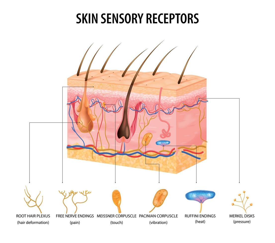 concetto di recettori sensoriali vettore