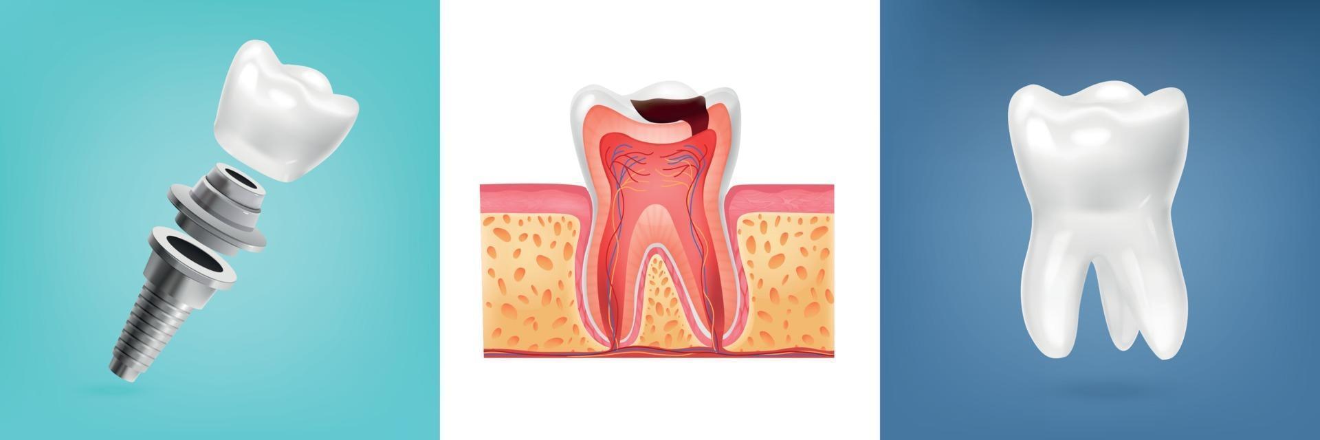 concetto di design dell'anatomia del dente vettore