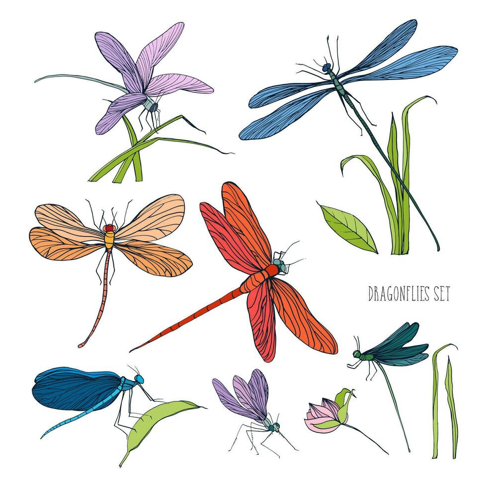 impostato di vario libellule nel diverso pose. colorato mano disegnato collezione volante sommatore. vettore illustrazione.