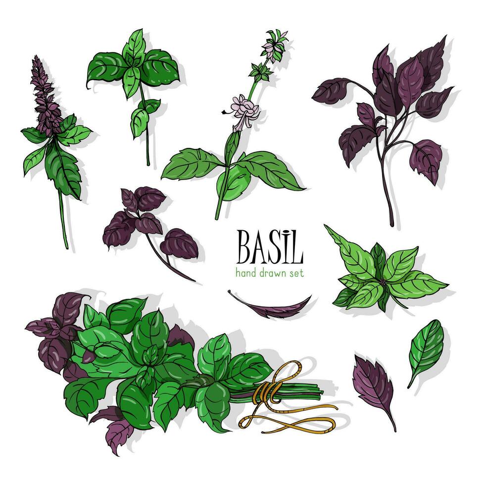 impostato di basilico pianta, verde e viola. colorato mano disegnato collezione. vettore illustrazione.