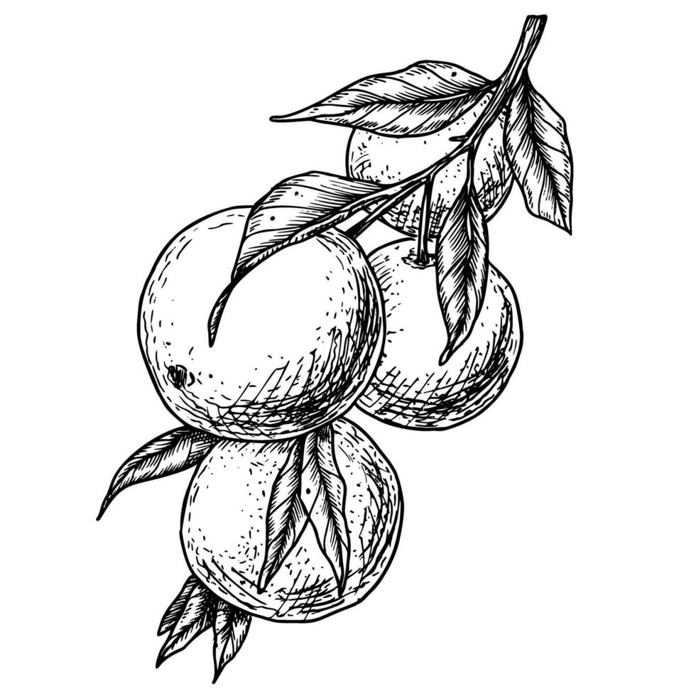 arancia frutta ramo. mano disegnato vettore illustrazione di agrume cibo su bianca isolato sfondo. disegno di mandarino o mandarino. schizzo di Clementina nel linea arte stile dipinto di nero inchiostri