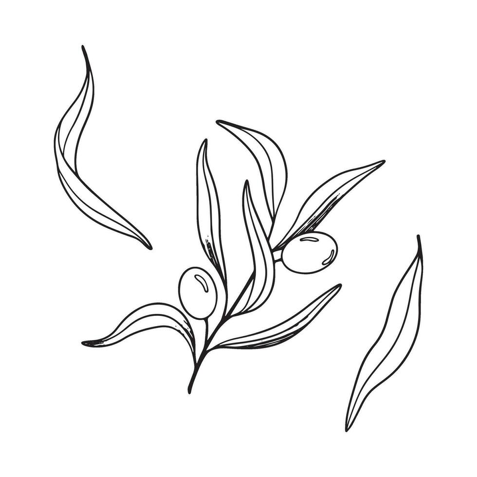 schizzo impostato di oliva ramo con frutti di bosco e le foglie. mano disegnato vettore linea arte illustrazione. nero e bianca disegno di il simbolo di Italia o greco per carte, design logo, tatuaggio.