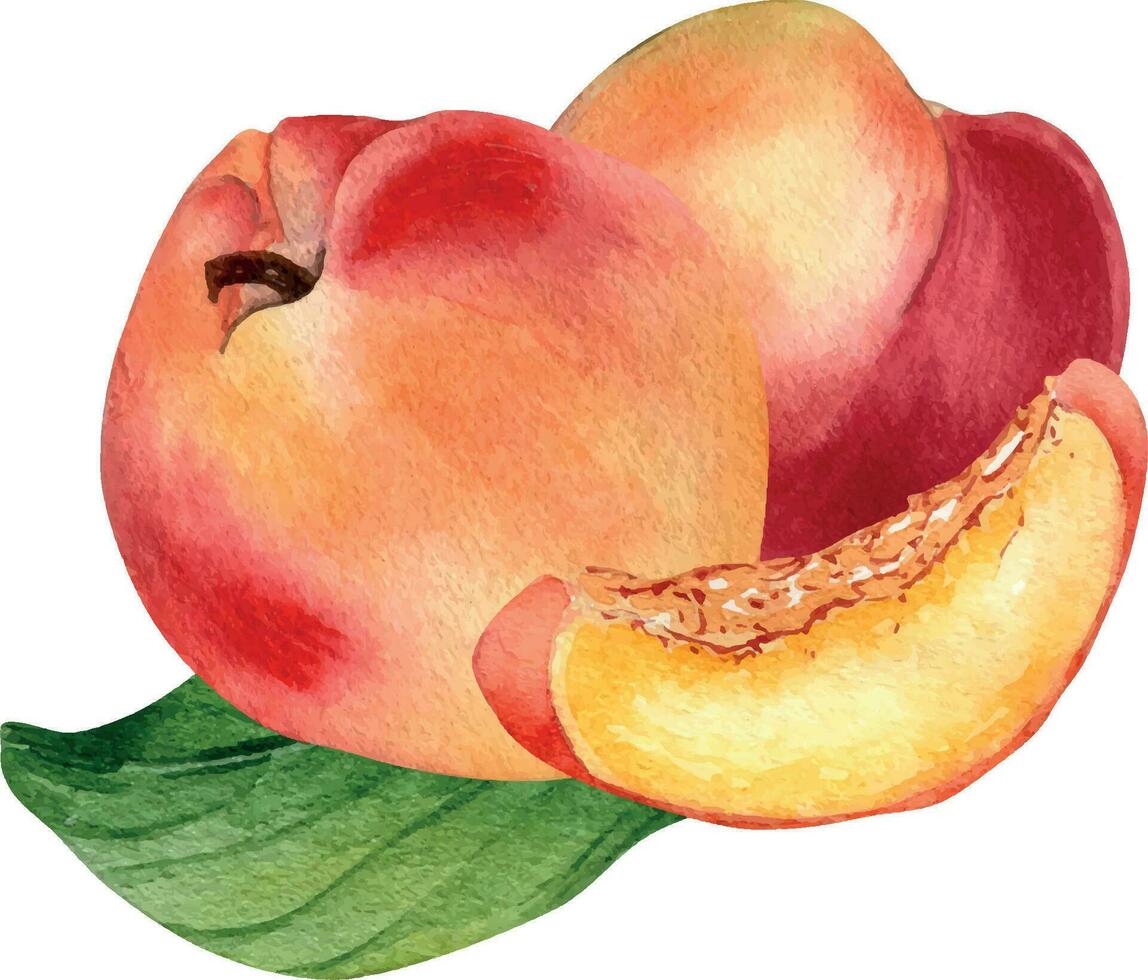 acquerello illustrazione con nettarine su foglia isolato su bianca sfondo. totale maturo frutta la pittura. segmento di pesca mano disegnato. design elemento per pacchetto, etichetta, biancheria da tavola, cosmetici, succo vettore