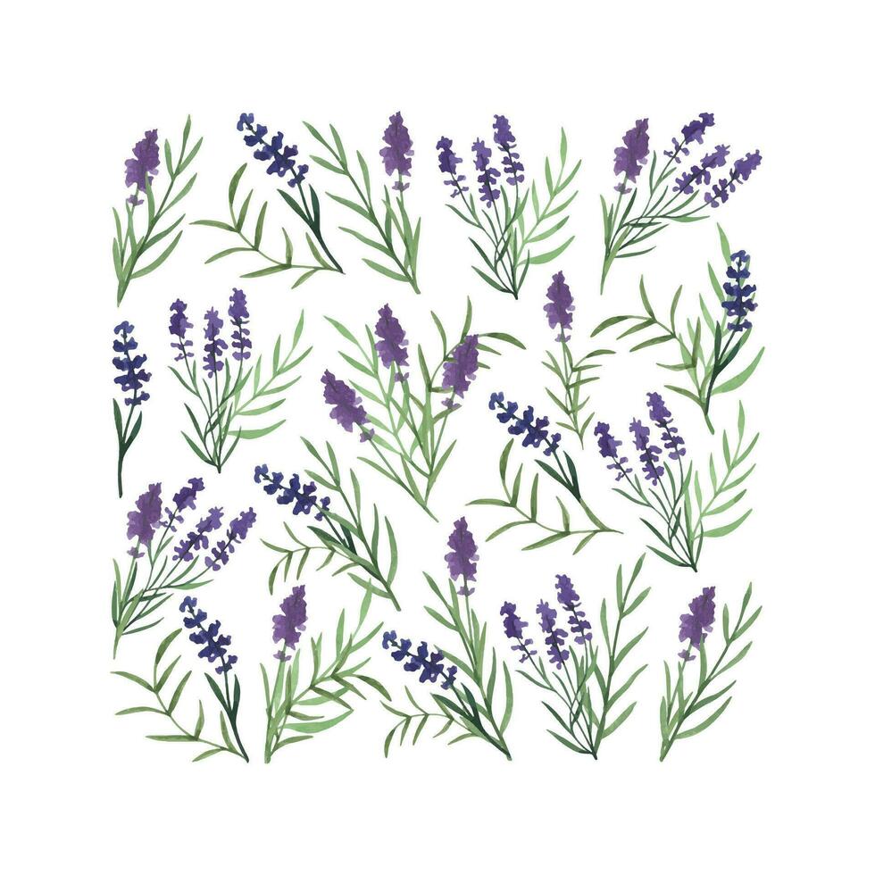 provence lavanda fiori e le foglie. mano disegnato estate erba acquerello clipart vettore