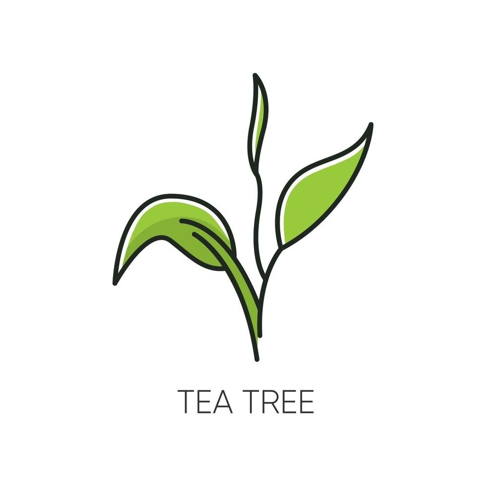 icona del colore rgb dell'albero del tè vettore