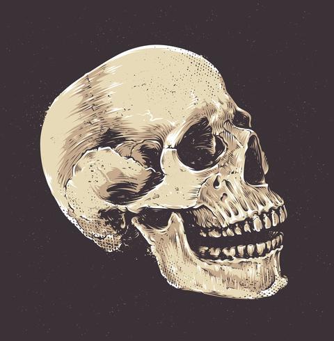 Cranio anatomico grunge vettore