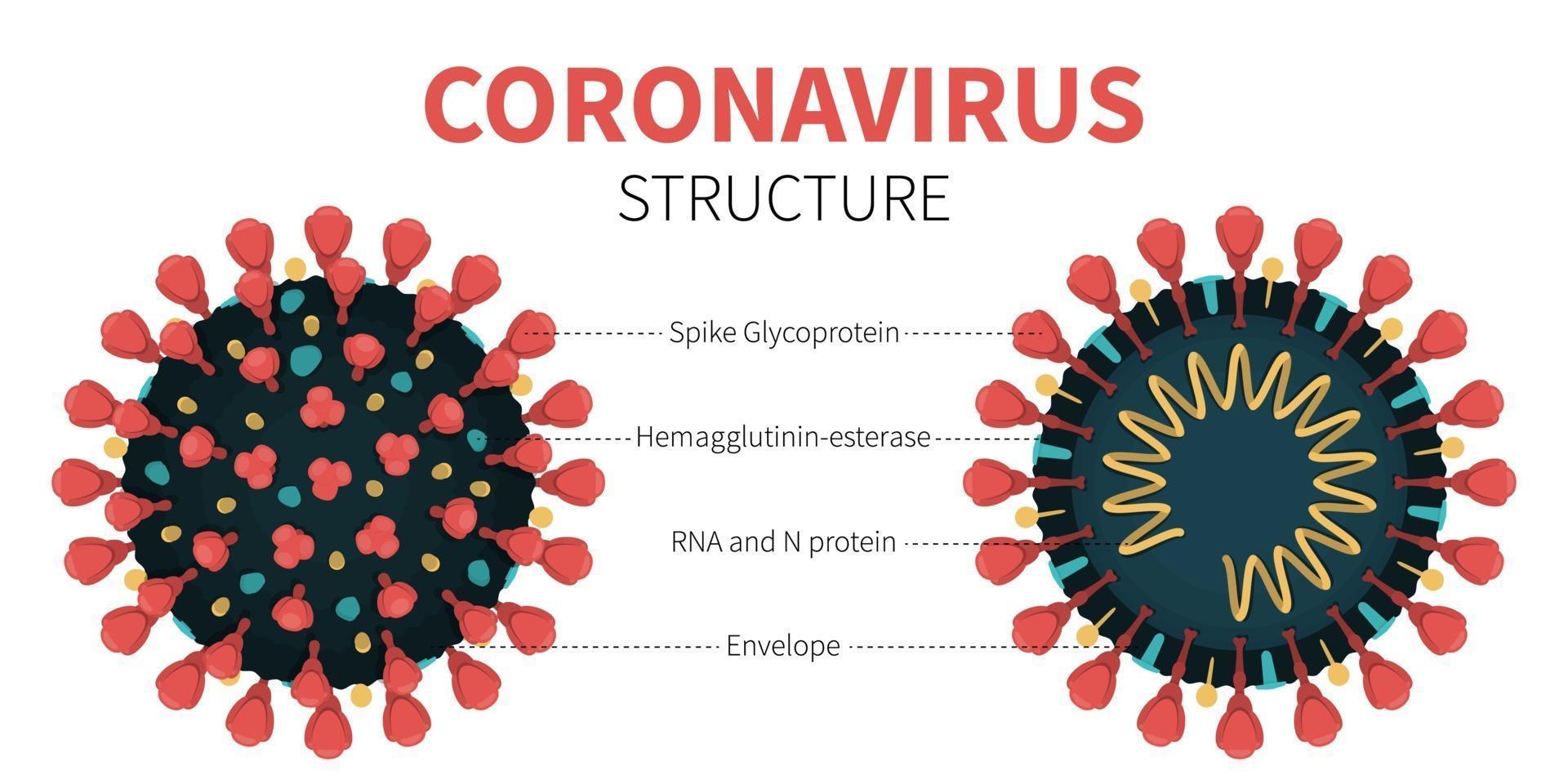 struttura interna e anatomia del virus covid-19 vettore
