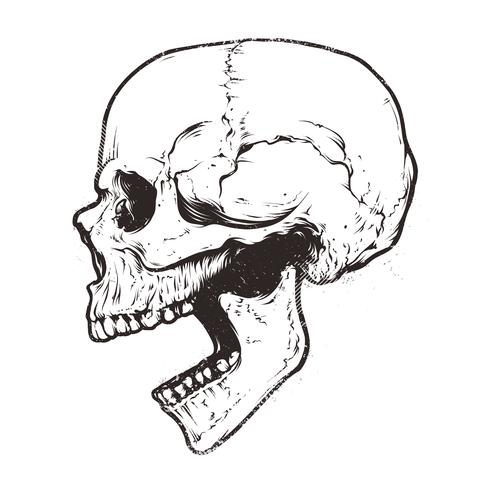 Vettore anatomico del cranio