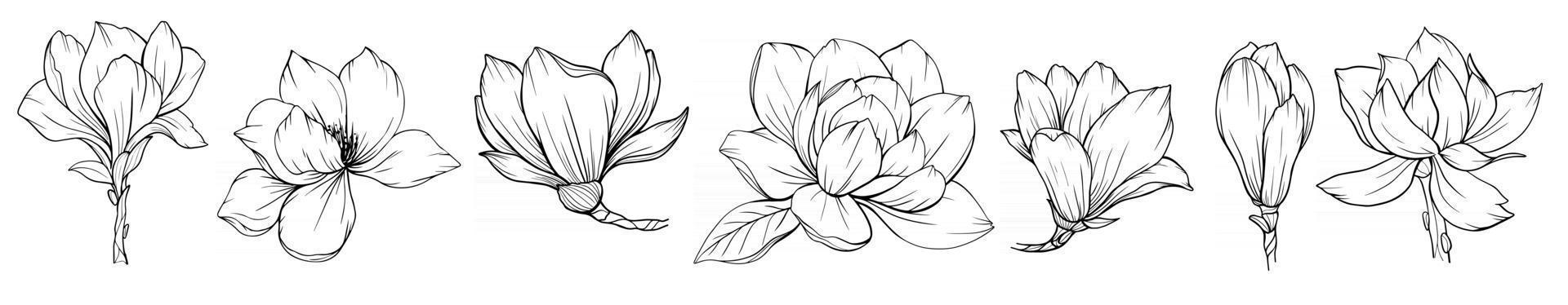 magnolia fiore contorno magnolia linea arte disegno a tratteggio vettore