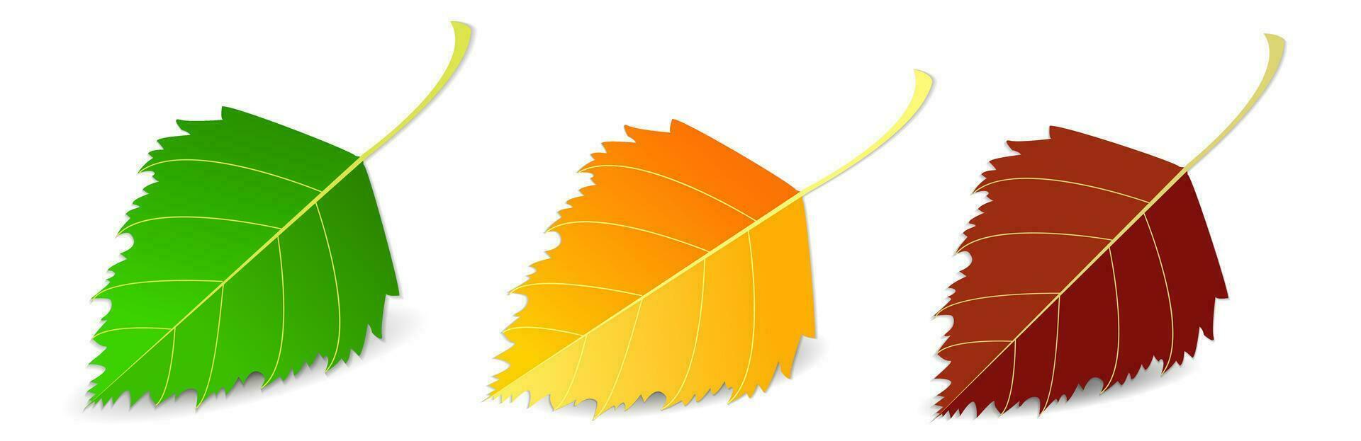 impostato di autunno foglie, diverso colori su bianca sfondo con ombra. concetto - autunno, autunno umore. isolato autunno elementi per design. betulla le foglie vettore