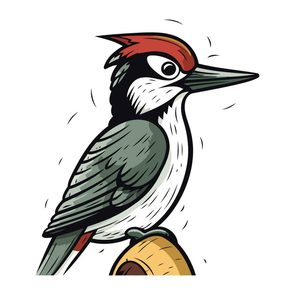 picchio. vettore illustrazione di un' uccello su un' bianca sfondo.