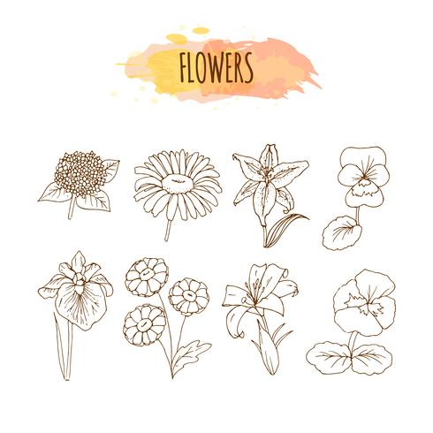 Set di fiori disegnati a mano. Illustrazione floreale vettore