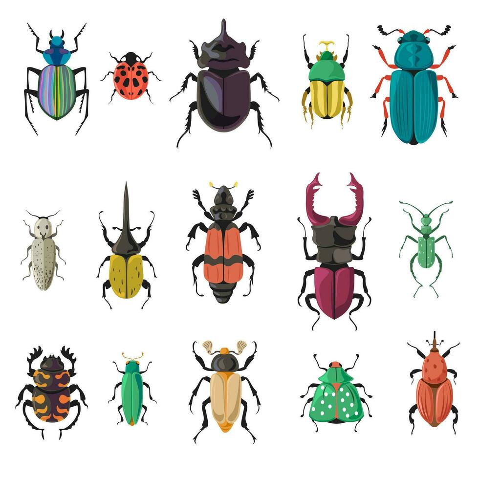 bug e coleotteri di natura, biodiversità vettore