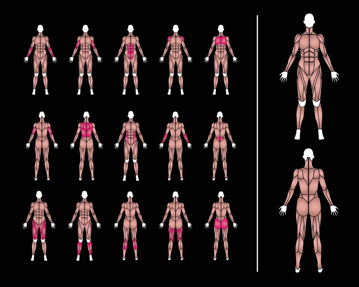 illustrazione dei muscoli del corpo delle donne di anatomia vettore