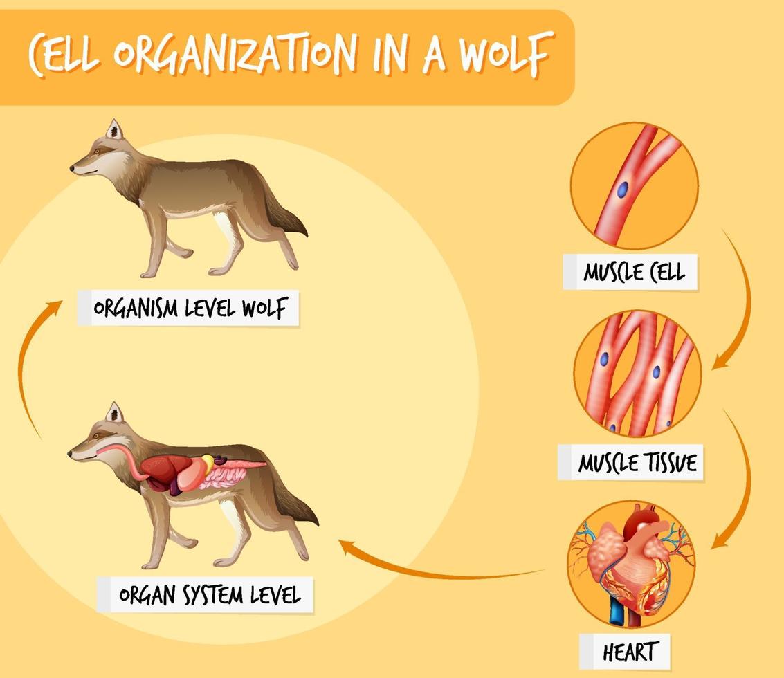 diagramma che mostra l'organizzazione cellulare in un lupo vettore