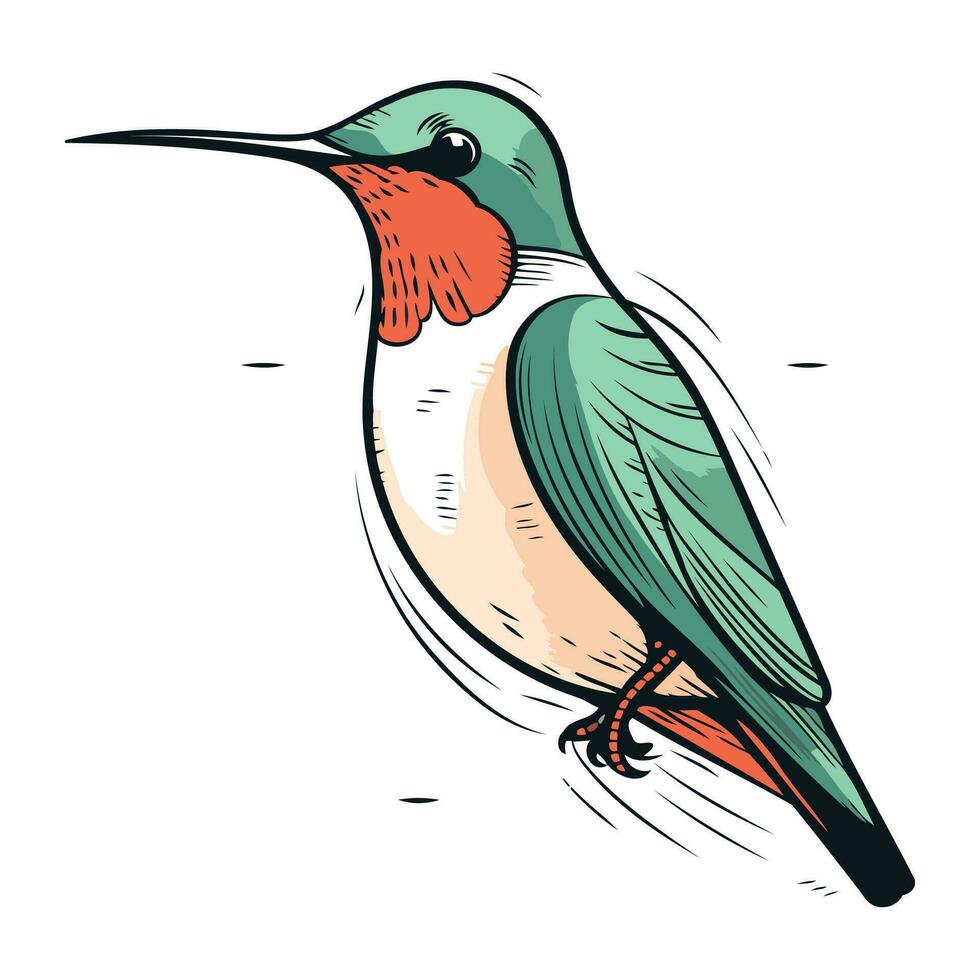 colibrì. mano disegnato vettore illustrazione. isolato su bianca sfondo.