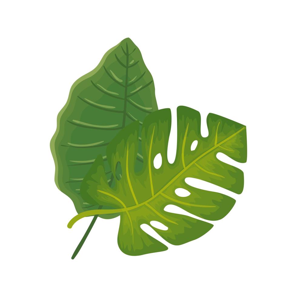 foglie natura tropicale isolato icona vettore