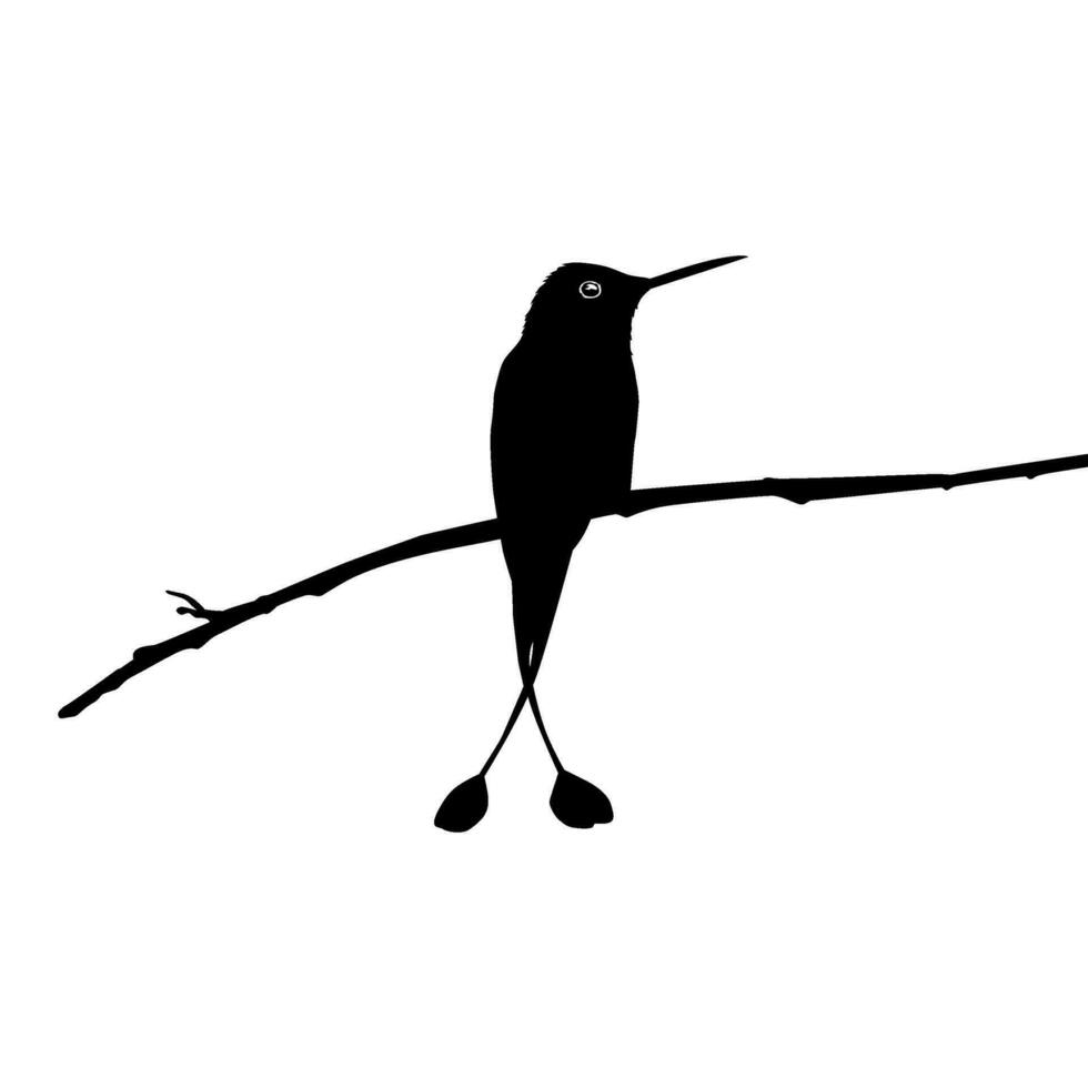 arroccato colibrì silhouette, può uso arte illustrazione, sito web, logo grammo, pittogramma o grafico design elemento. vettore illustrazione