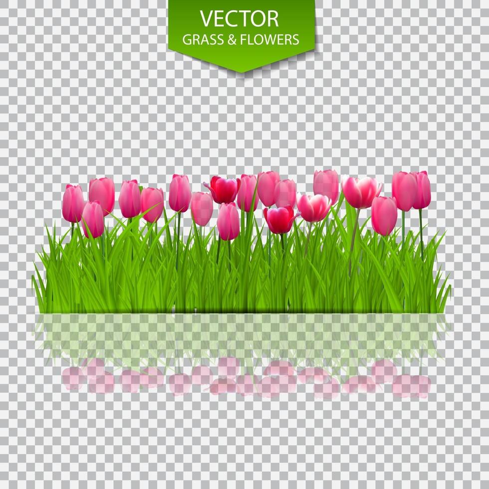 sfondo floreale con tulipani vettore