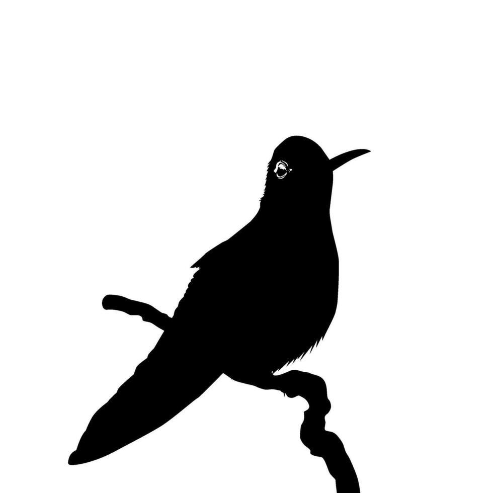 arroccato colibrì silhouette, può uso arte illustrazione, sito web, logo grammo, pittogramma o grafico design elemento. vettore illustrazione