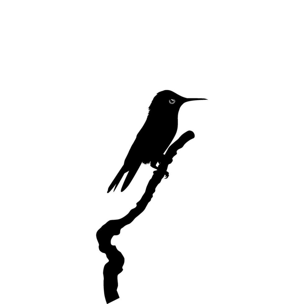 arroccato colibrì silhouette, può uso arte illustrazione, sito web, logo grammo, pittogramma o grafico design elemento. vettore illustrazione