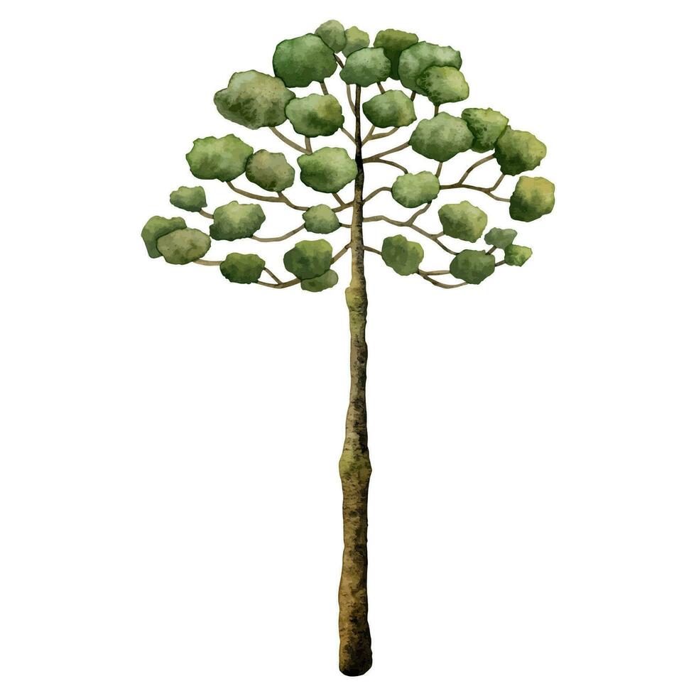 acquerello araucaria albero a partire dal antico dinosauro era. mano disegnato norfolk isola pino vettore illustrazione