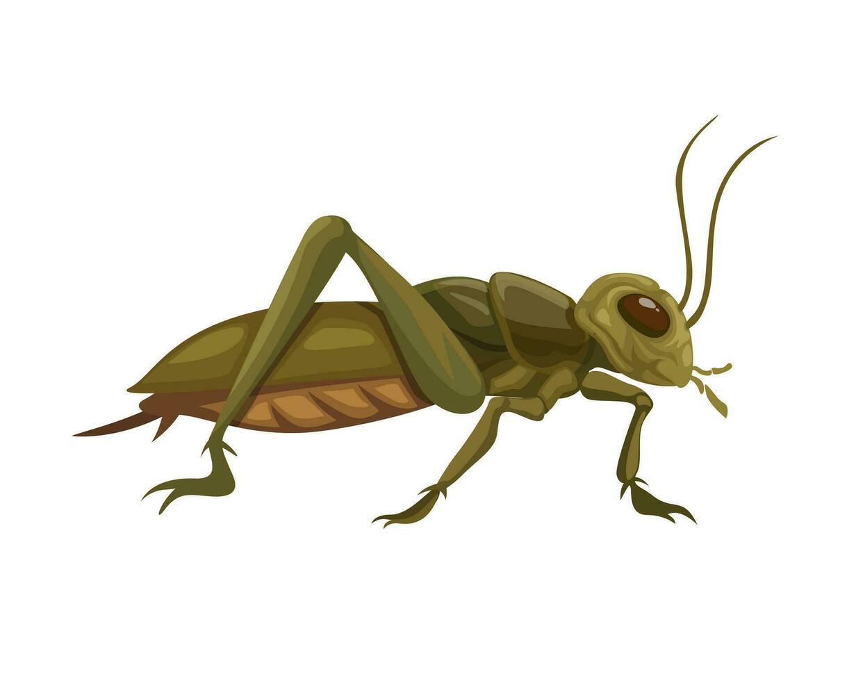cricket insetto animale specie cartone animato illustrazione vettore