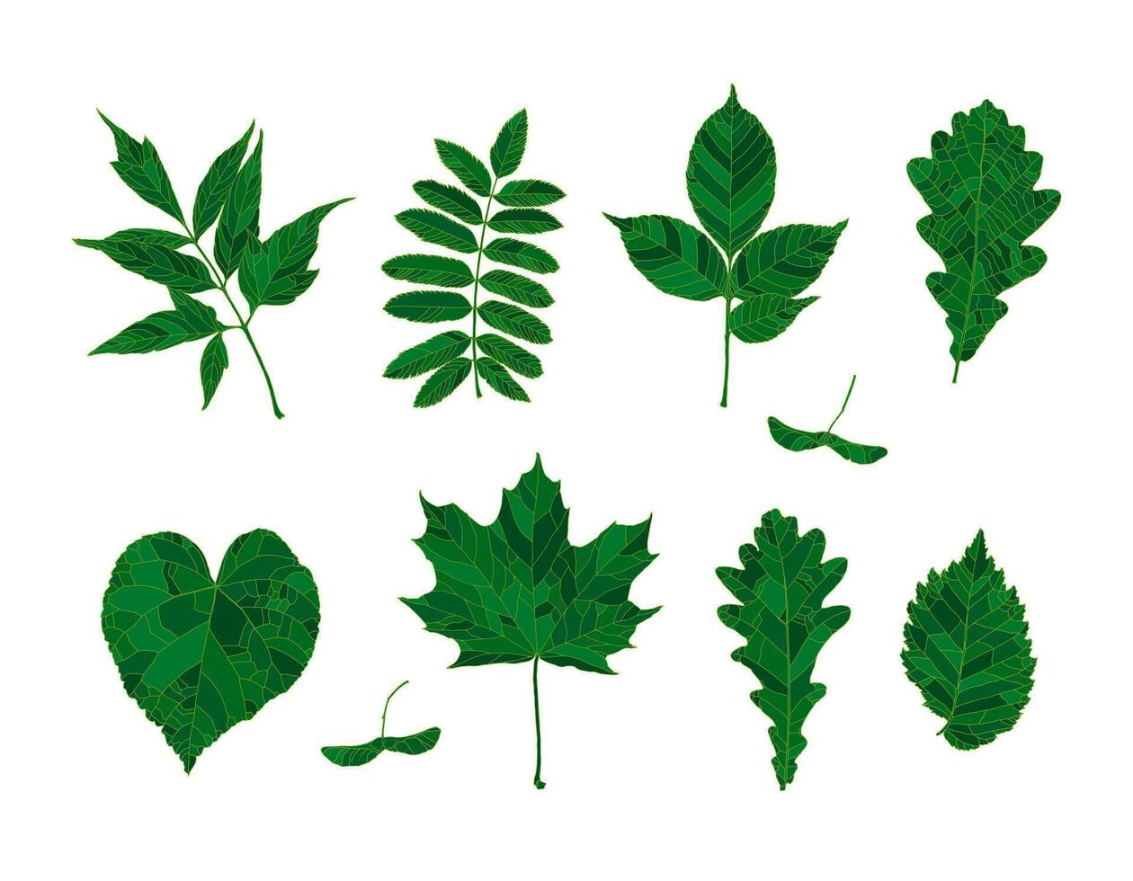 impostato di mano disegnato verde sagome foresta le foglie - acero, acero semi, foglie di cenere acero, sorbo, cenere, quercia, tiglio, olmo, isolato su bianca sfondo. design elementi per decorare. vettore