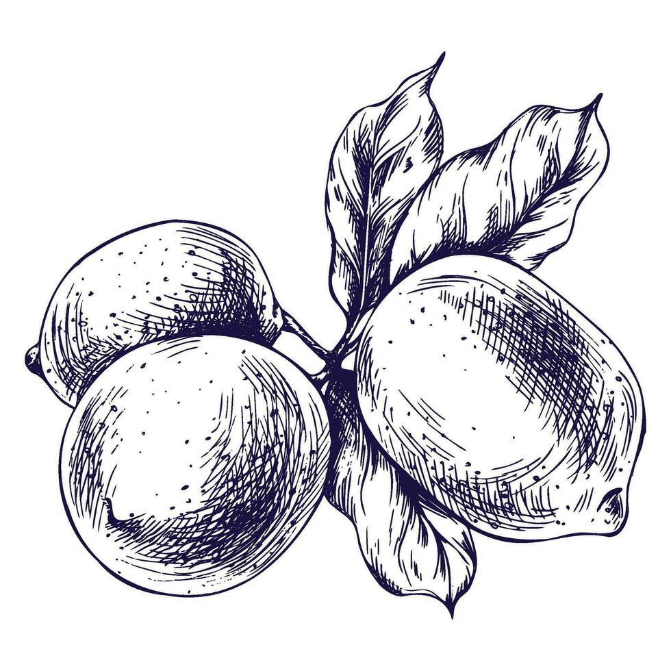 limoni succoso, maturo con foglie, fiore mini cuffie su il rami, totale e fette. grafico botanico illustrazione mano disegnato nel blu inchiostro. isolato oggetto eps vettore. vettore