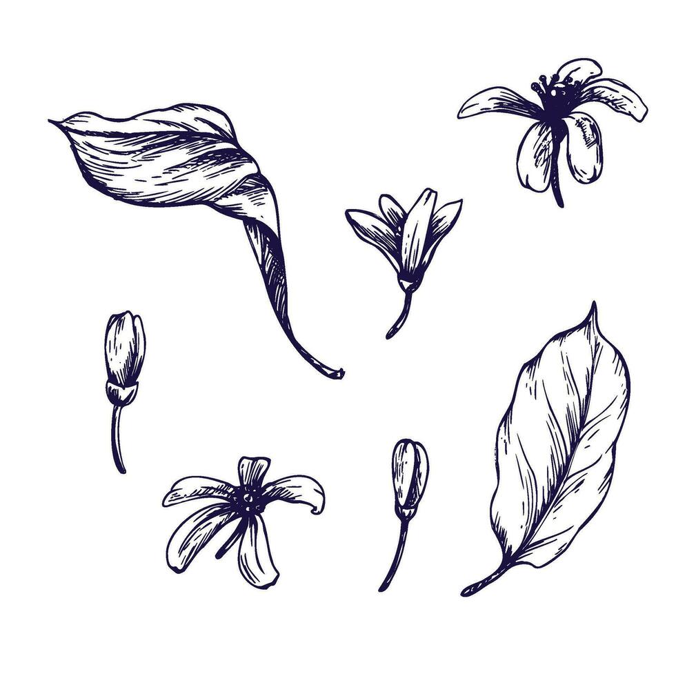 Limone albero fiori, mini cuffie e le foglie. grafico botanico illustrazione mano disegnato nel blu inchiostro. impostato di isolato oggetti eps vettore. vettore