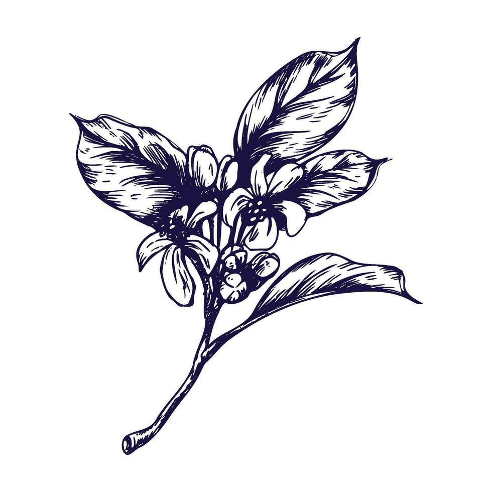 Limone albero ramo con fiori, mini cuffie e foglie.. grafico botanico illustrazione mano disegnato nel blu inchiostro. impostato di isolato oggetti eps vettore. vettore