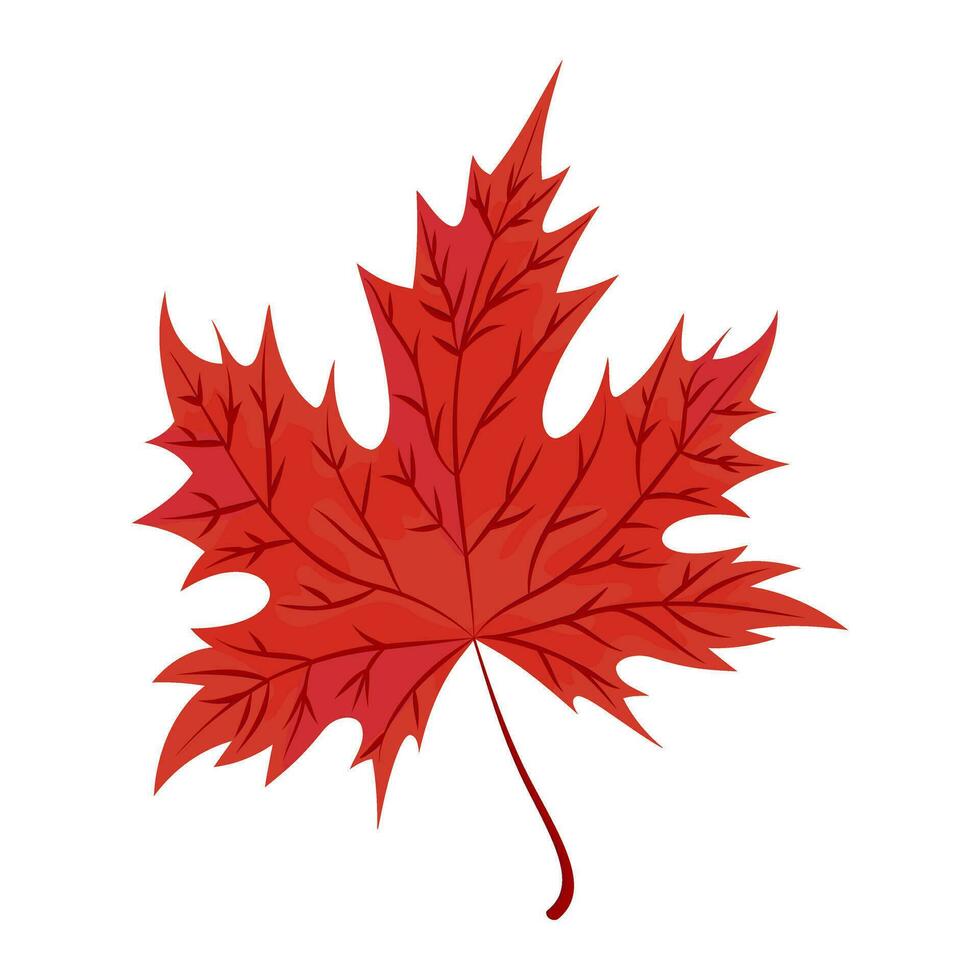 rosso autunno acero foglia. isolato canadese acero foglia simbolo. cartone animato stile. vettore botanico foresta icona.