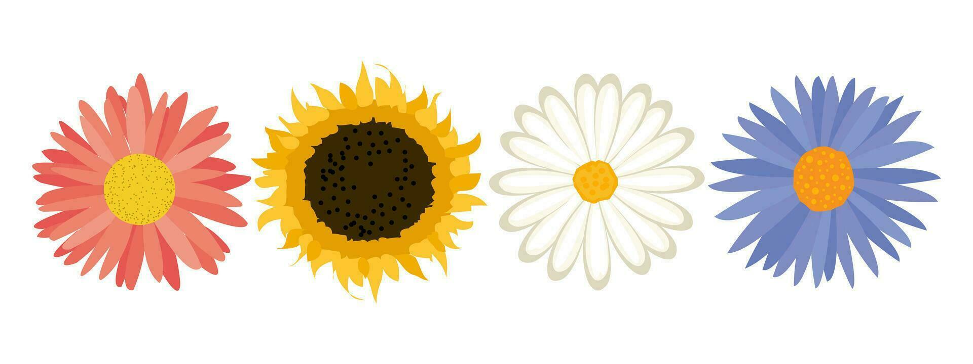 impostato di crisantemo fiori, fiore teste. botanico illustrazione, decorativo elementi, vettore